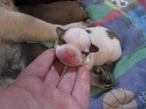 MexicanFrenchBulldogPuppies